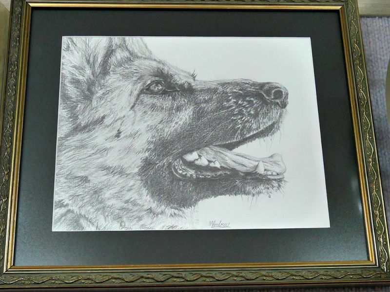 Stunning Pet Portraits Stunning Pet Portraits